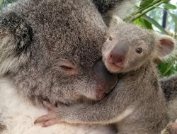 Koala mums pass on deadly virus