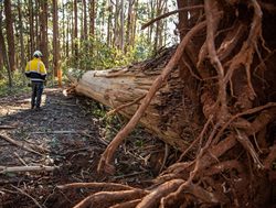 Tree seeds plant hope for Mountain Ash