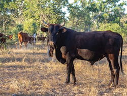 Satellite flying high to track feral cattle