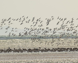 Birds of a feather flock to water basins