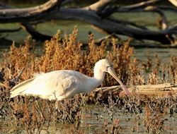 Water of life bringing floodplains back