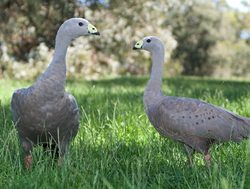 DEW survey finds rare bird going down