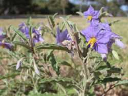 PIRSA offers free weed checks at Cudlee Creek