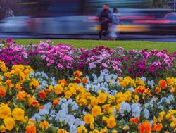 City blooms for Flower Day revival