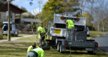 Giant new city planting to grow on trees