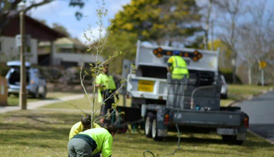 Giant new city planting to grow on trees