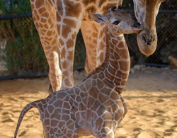 Zoo sticks neck out for giraffe baby’s name