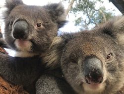 Koalas face up to DEW research program