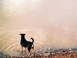 Dog lovers warned to keep pets dry