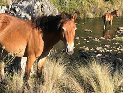 Comments invited on reining in wild horses