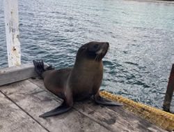 Department warns seals not of approval