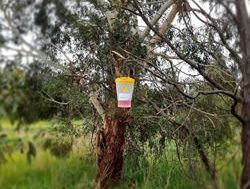 Traps taking sting out of wasp nests