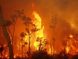 New CSIRO Guide blazes the bushfire trail