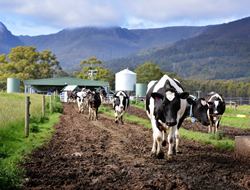 DPI puts world-first milking tool to work