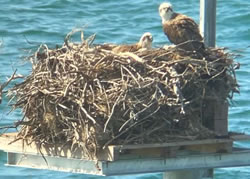 New address saves rare family of ospreys