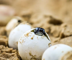 Turtles hatch a beach program watch