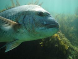 Fishing line for snapper made longer