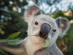 Curbing the koala chlamydia epidemic with a new vaccine