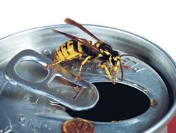 DPIRD campaign to take sting out of wasps