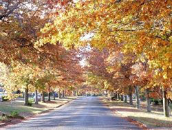TCCS report finds canopy grows on trees