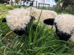 Imported herds the ‘world’s cutest’ sheep