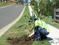 Sydneysiders called on to become ‘tree-mendous’