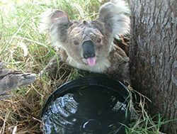 Firefighters to brush up on wildlife skills