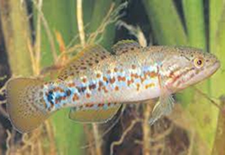 Endangered fish makes 100th year return