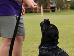 Prisoners give dogs a second chance