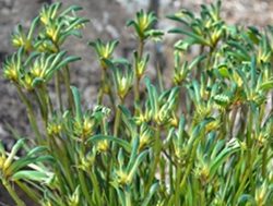 New hybrid plant rejoices in Aussie colours