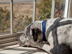 Canberrans to take lead on lonely pets