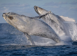 Boaties called to steer clear of returning whales