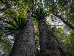 NSW Parks planning to control carbon