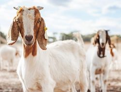 RFS puts goats on duty with fire but no butts!