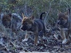 Cameras snap dingo pups in action