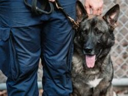 Corrective Services teach new dogs old tricks