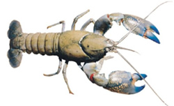 Fishers warned to give yabbies a fair go