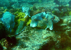 Survey ticks off healthy cuttlefish numbers