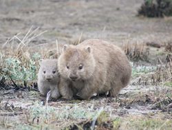 Online portal to save injured wombats