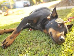 Dog owners get a tick for tick-free dogs