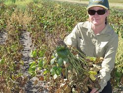 Mungbean researchers plant seeds of success