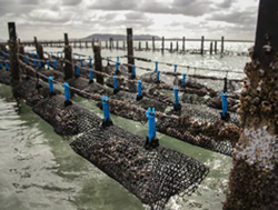 Oysters off the menu as illness spreads