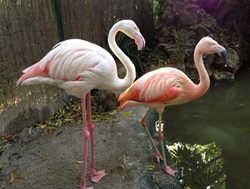 Museum puts feathered friends on display