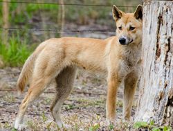 Research action planning to collar wild dogs