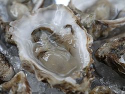 Food poisoning sees SA oysters off the menu