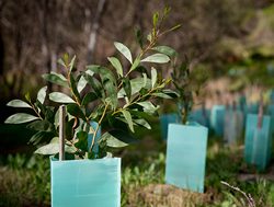 Audit digs into Landcare partnerships