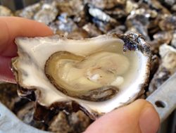 Outbreak puts SA oysters off the menu