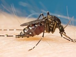 Slap down mozzies to avoid virus sting