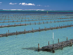 Data shines light on aquaculture industry