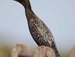 Water plant reopens to birdwatchers